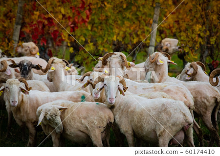 Sustainable development, Flock of sheep grazing grass in Bordeaux Vineyard 60174410