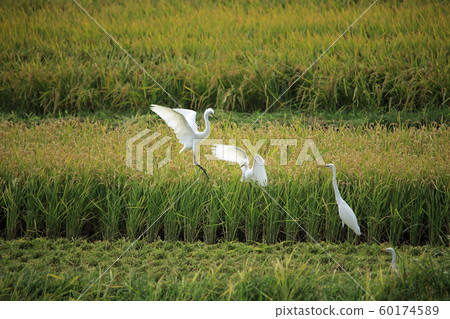 Hakuho Battle, Feeding Battle 11 60174589