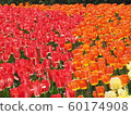 At the Ottawa Tulip Festival_1 60174908