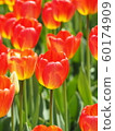 At the Ottawa Tulip Festival_4 60174909