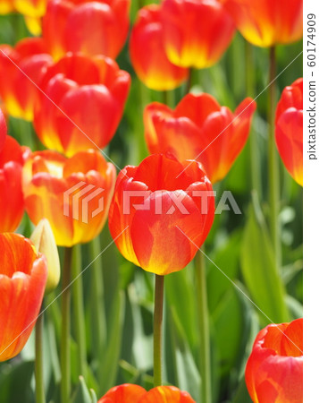 At the Ottawa Tulip Festival_4 60174909