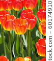 At the Ottawa Tulip Festival_3 60174910