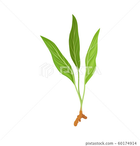 Little Sprout Of Asian Plant Of Ginger Family With Green Leaves Vector Illustration Little Sprout Of Asian Plant Of Ginger Family With Green Leaves Vector Illustration 60174914