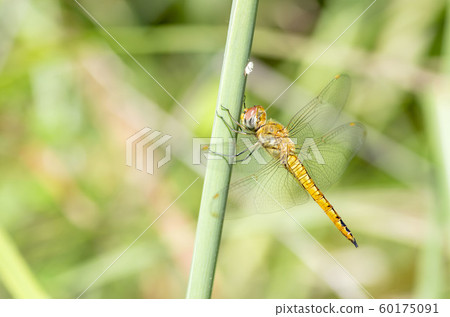 Ushubitimbo Ushubitimbo 60175091