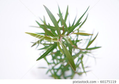 檸檬茶樹 60175119