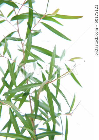 檸檬茶樹 60175123