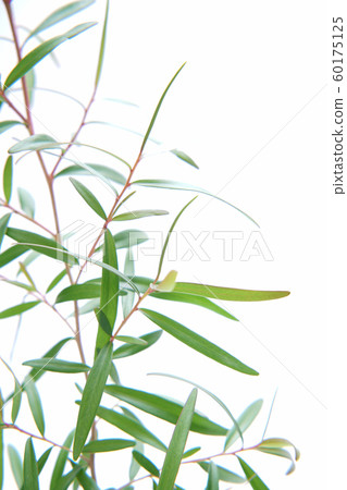 檸檬茶樹 檸檬茶樹 60175125