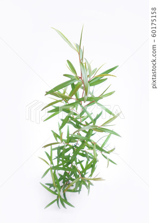 檸檬茶樹 60175158