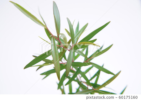 Lemon tea tree 60175160