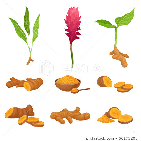 Set With Different Parts Of Curcuma Plant Vector Illustration Set With Different Parts Of Curcuma Plant Vector Illustration 60175203