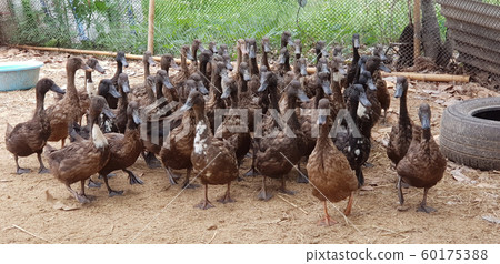 Group of duck walk on the farm. are fed to animals 60175388
