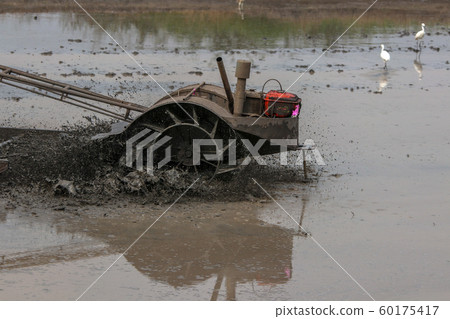 The farmer is plowing the fields with an engine 60175417