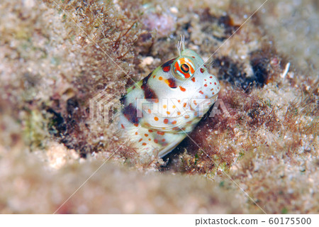 Montuki frogfish Montuki frogfish 60175500