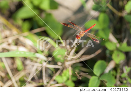 Miyama Macane 60175580