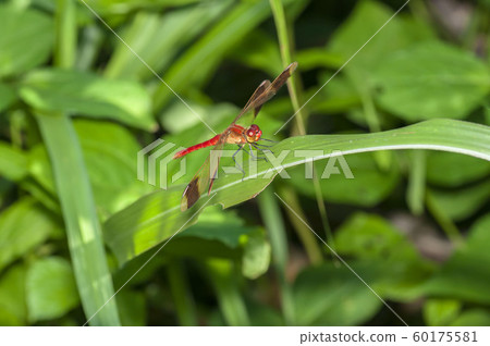 Miyama Macane 60175581