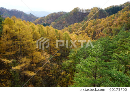 Autumn leaves of pine forest 60175700