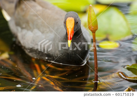water, bird, feather 60175819