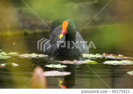 Purple Swamphen 60175822