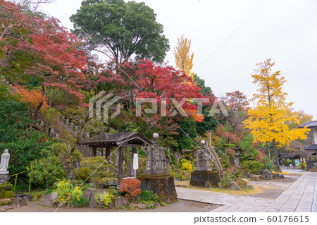 Autumn leaves of Takasaki Daruma Temple 60176615