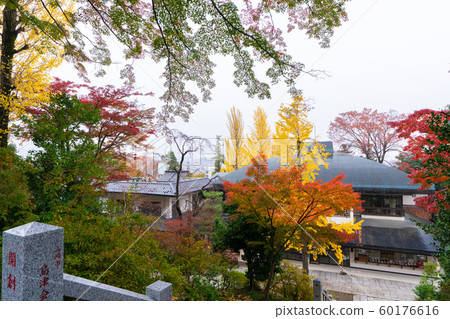 Autumn leaves of Takasaki Daruma Temple 60176616