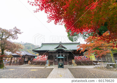 高崎達摩寺的秋葉 高崎達摩寺的秋葉 60176620
