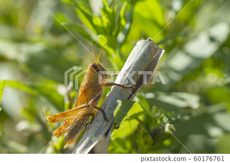 Patanga japonica Patanga japonica 60176761