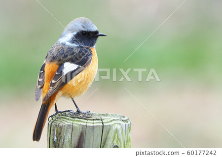 Giubitaki (male) 60177242