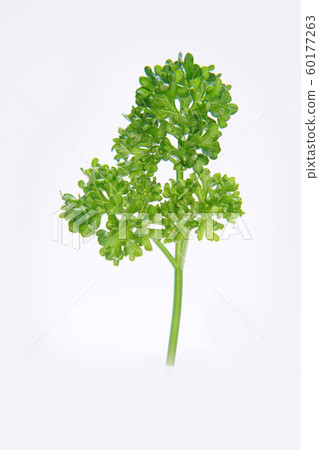Parsley Parsley 60177263