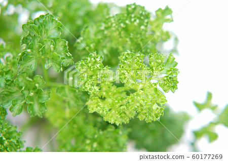 香菜 香菜 60177269