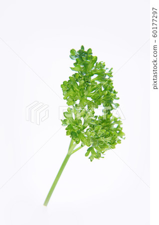 香菜 60177297