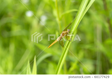 Shoujo dragonfly 60177429