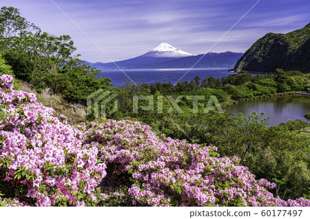 (Shizuoka Prefecture) Mt. Fuji seen from West Izu Ida in full bloom 60177497