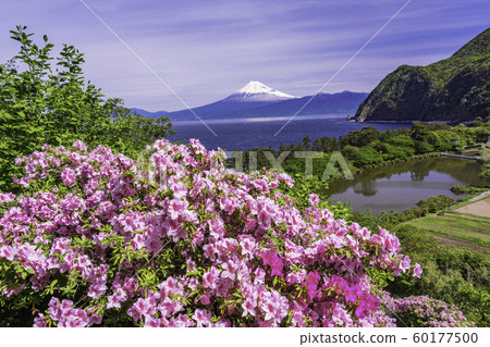 （靜岡縣）從西伊豆Ida盛開的富士山 60177500