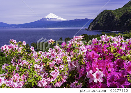 （靜岡縣）從西伊豆Ida盛開的富士山 60177510