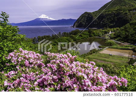 （靜岡縣）從西伊豆Ida盛開的富士山 60177518