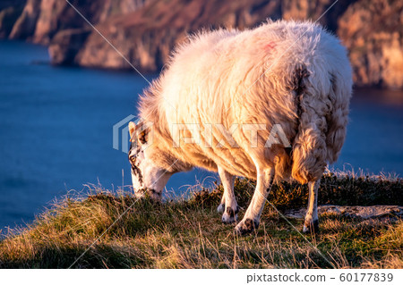 Sheep enjoying the sunset at the Slieve League cliffs in County Donegal, Ireland Sheep enjoying the sunset at the Slieve League cliffs in County Donegal, Ireland 60177839