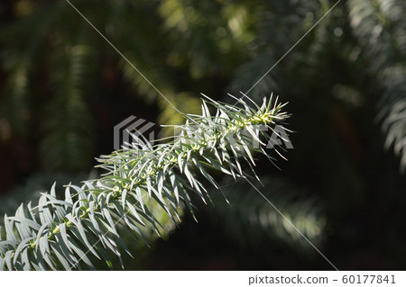 Hayata tree 60177841