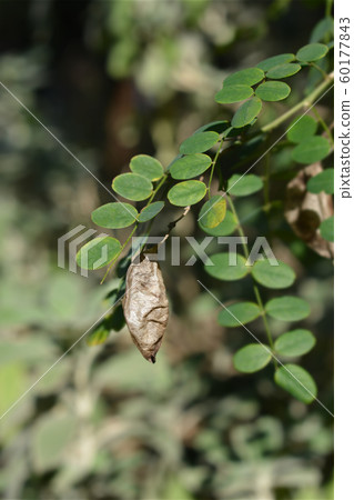 Common bladder senna Common bladder senna 60177843