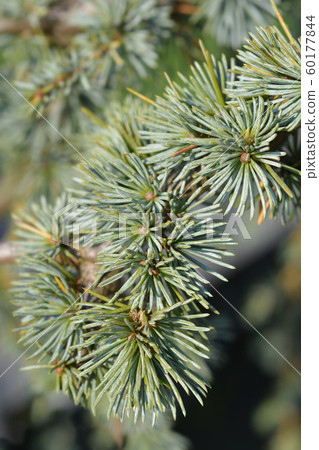Weeping Blue atlas cedar 60177844