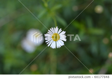 Mexican fleabane Mexican fleabane 60177848