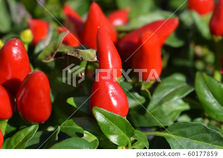 Red ornamental pepper Favorit Red ornamental pepper Favorit 60177859