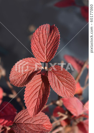 Japanese snowball Grandiflorum 60177860