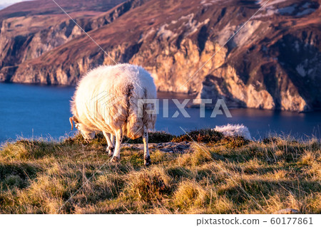 Sheep enjoying the sunset at the Slieve League cliffs in County Donegal, Ireland Sheep enjoying the sunset at the Slieve League cliffs in County Donegal, Ireland 60177861