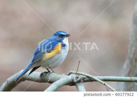 Ruribitaki (male) 60177922