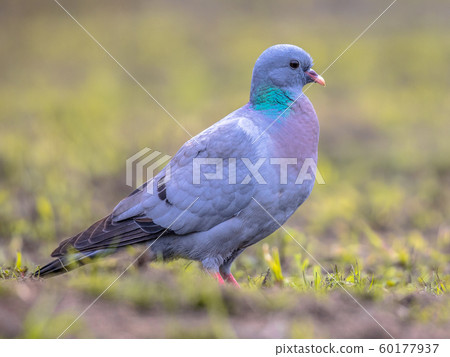 Stock dove foraging in green grass 60177937