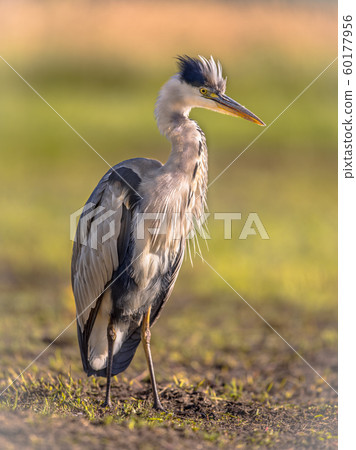 Grey heron waiting in wetland 60177956