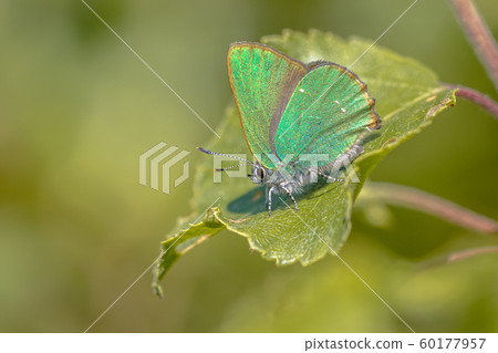 Green hairstreak butterfly 60177957