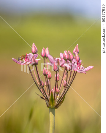 Flowering rush close up Flowering rush close up 60177959