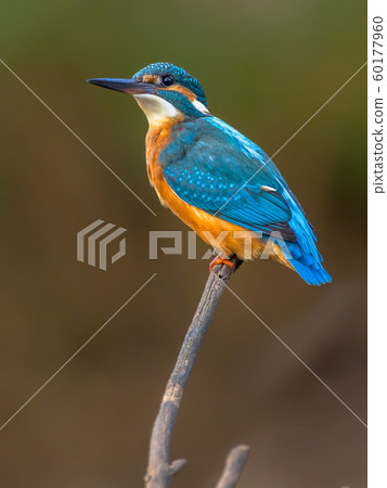 European Kingfisher European Kingfisher 60177960