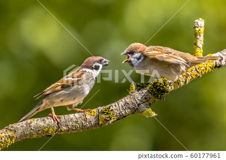 Eurasian tree sparrow with young Eurasian tree sparrow with young 60177961